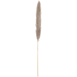 Pampas tráva, přírodní sušený klas, 137cm