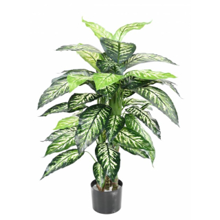 Dieffenbachia, 100cm