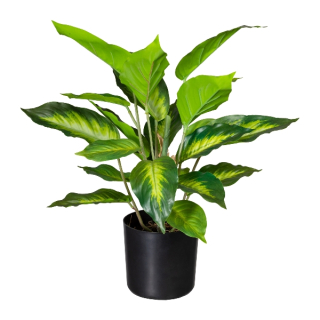 Dieffenbachia 24 listů, 45cm