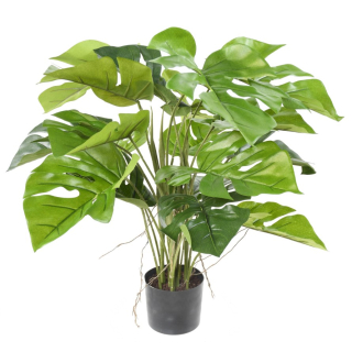 Philodendron, 60cm